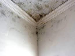 Why You Should Choose Our Mold Remediation Services in Crystal City, TX